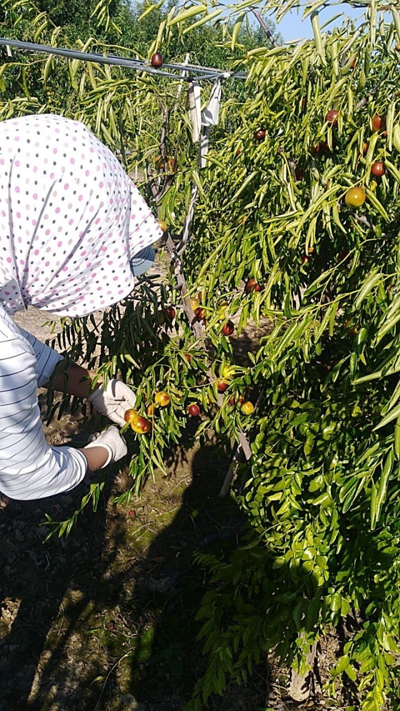 沾化冬枣