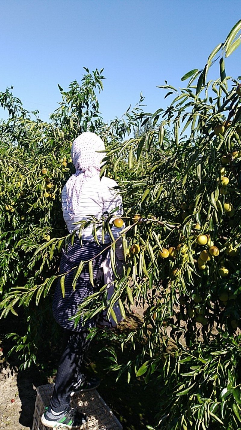 沾化冬枣