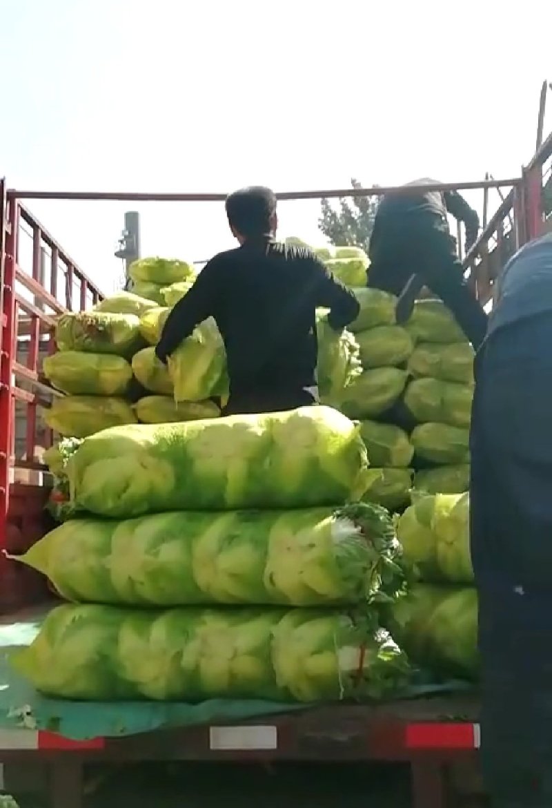 秦白二号大白菜，秦白二号圆白菜，（袋装、散装）产地批发