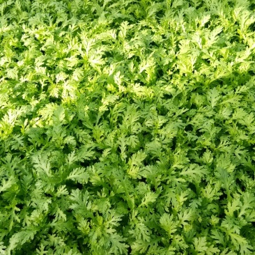 小叶茼蒿：高25公分左右