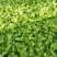 小叶茼蒿：高25公分左右