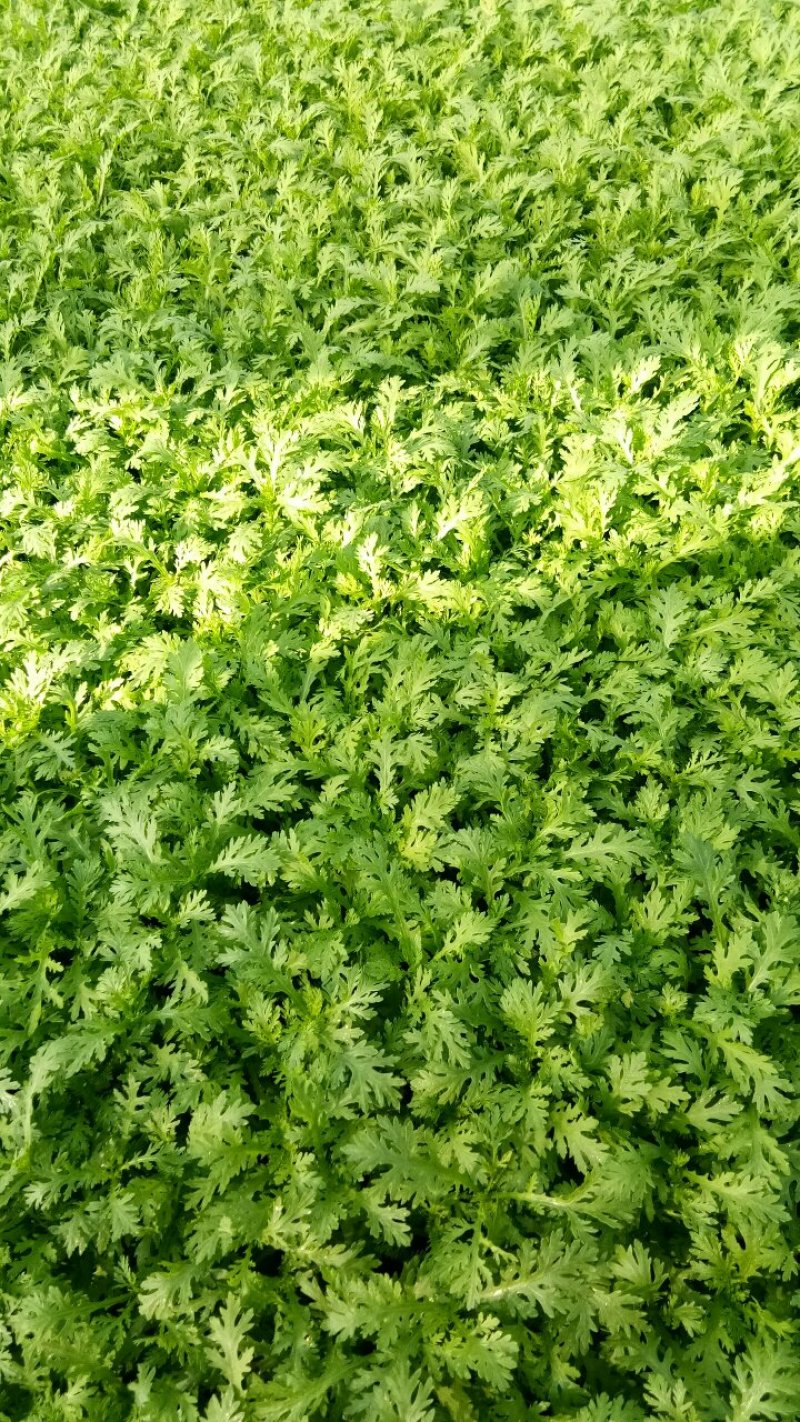 小叶茼蒿：高25公分左右