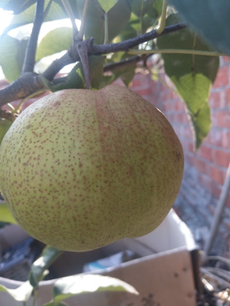 苹果梨树