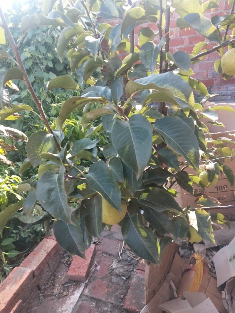 苹果梨树