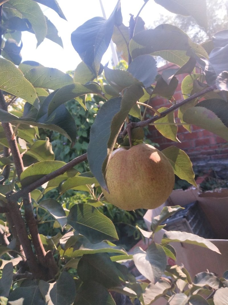 苹果梨树