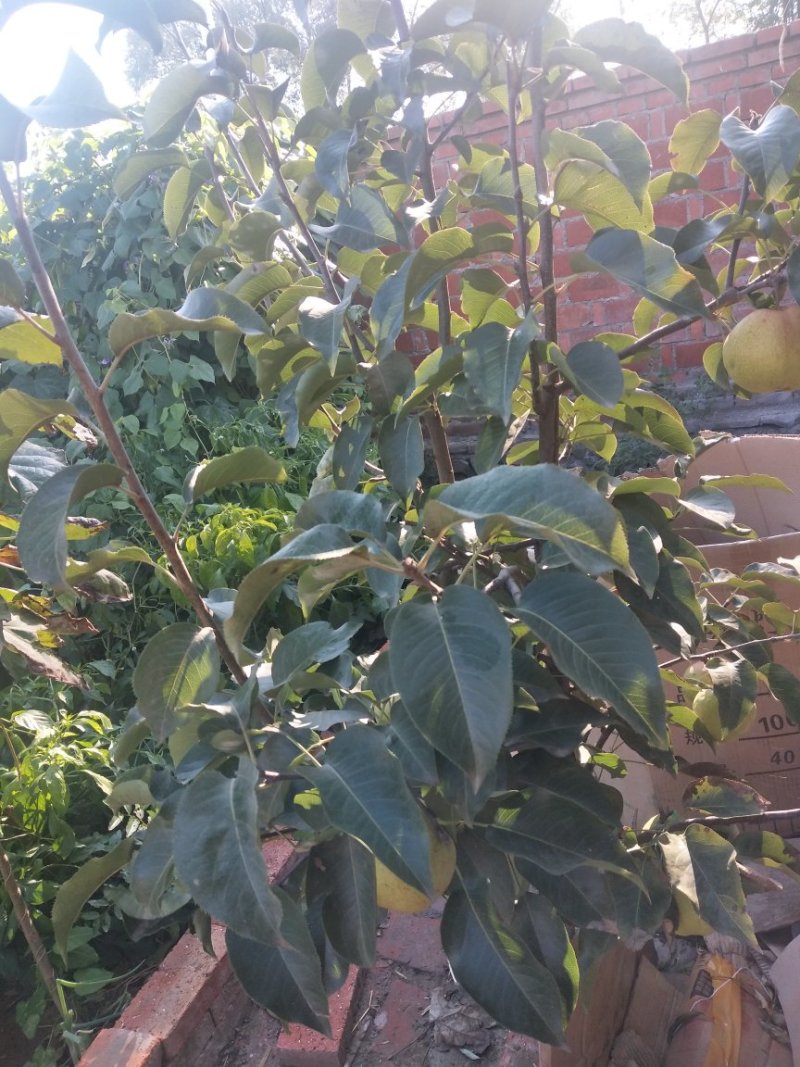 苹果梨树