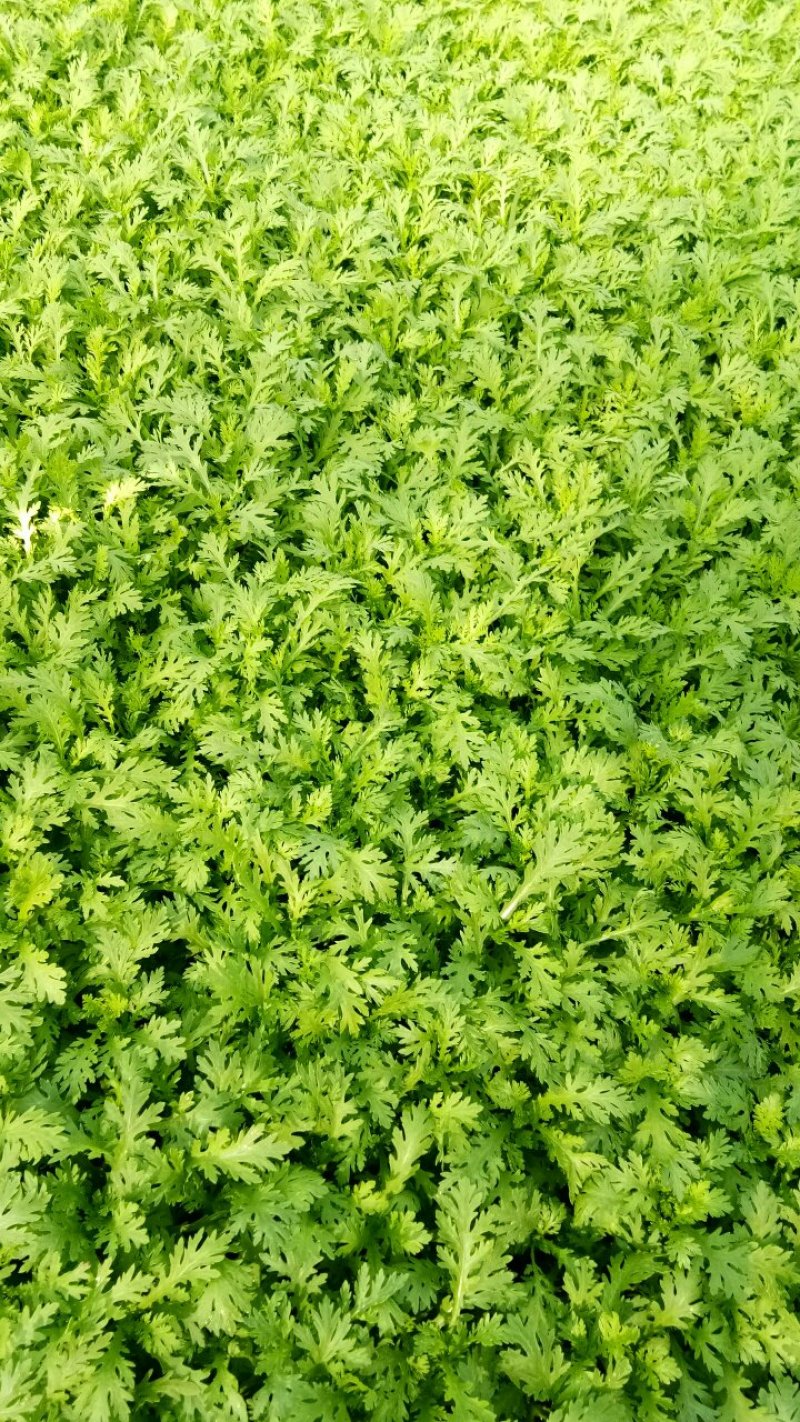 小叶茼蒿：高25公分左右