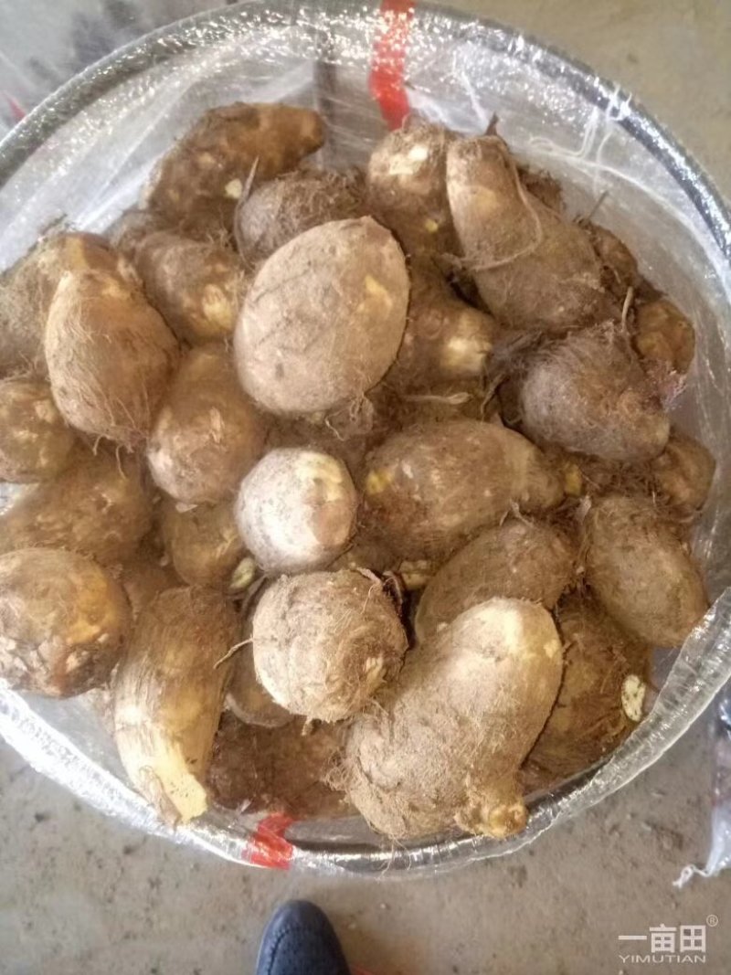 芋头大量上市有需要的联系我