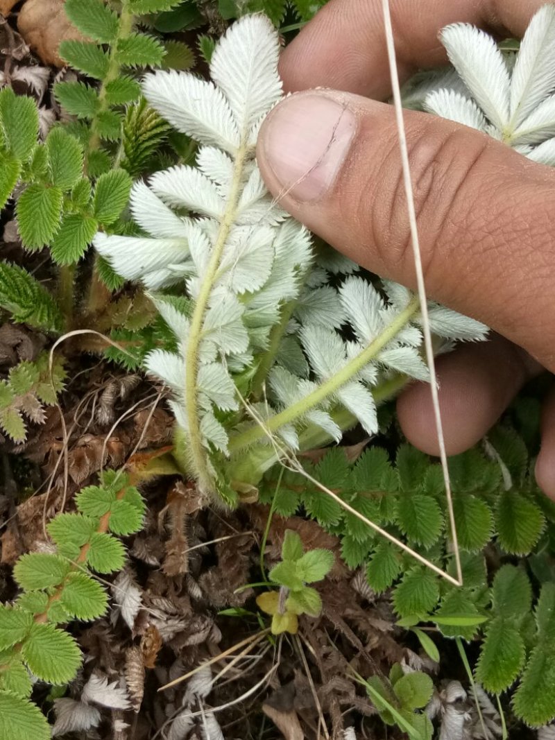 翻白草