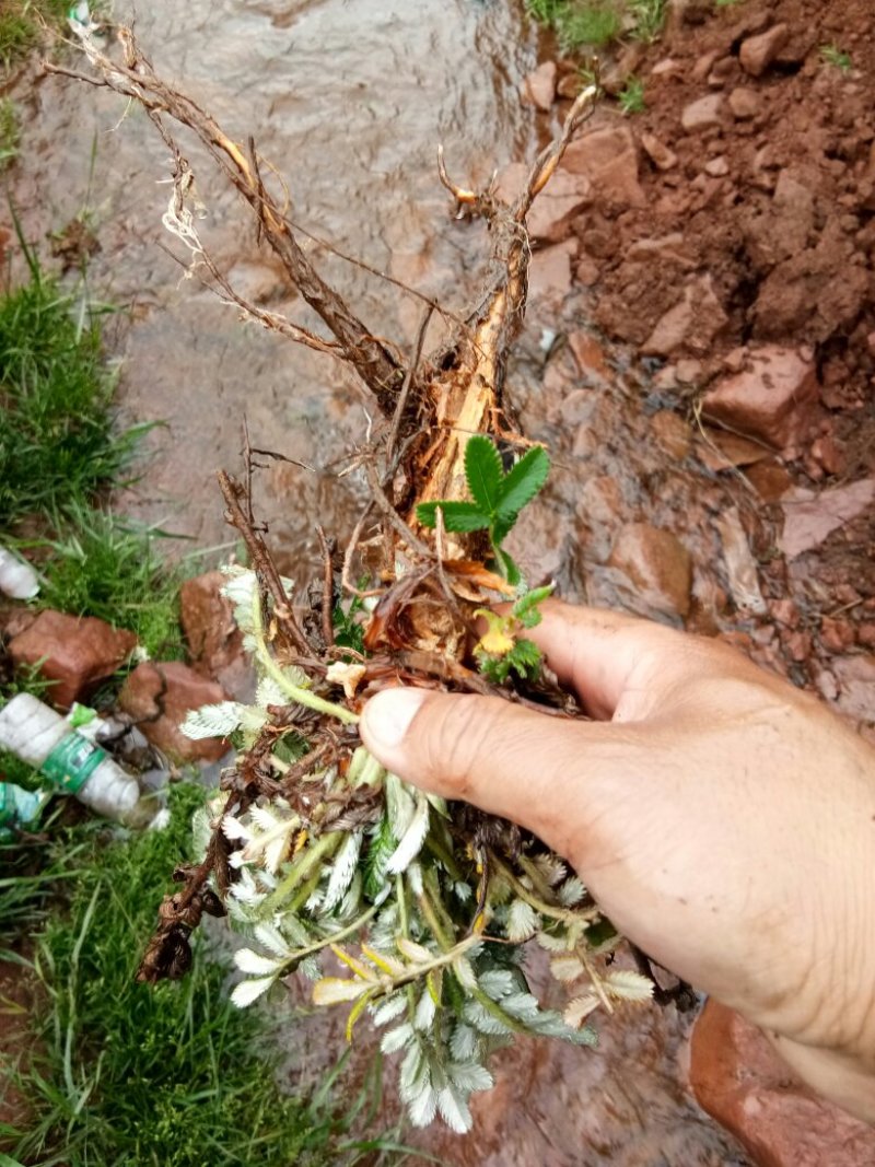 翻白草