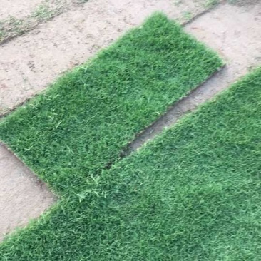 沙培百慕大草