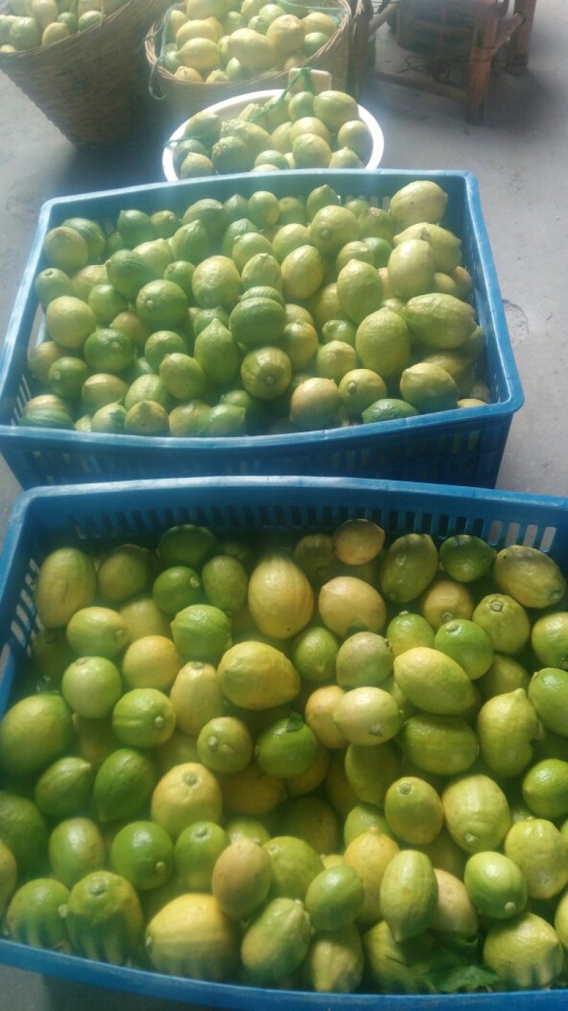 自家果园现摘广东香水柠檬，每件5斤，包邮