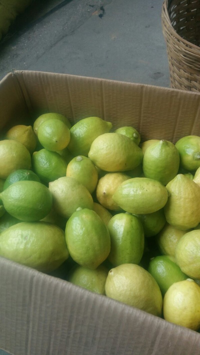 自家果园现摘广东香水柠檬，每件5斤，包邮