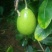 自家果园现摘广东香水柠檬，每件5斤，包邮