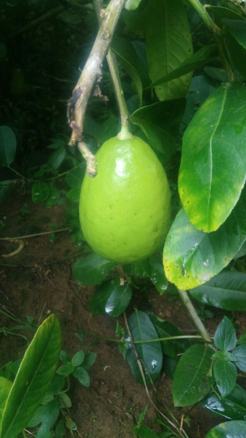 自家果园现摘广东香水柠檬，每件5斤，包邮