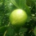 自家果园现摘广东香水柠檬，每件5斤，包邮
