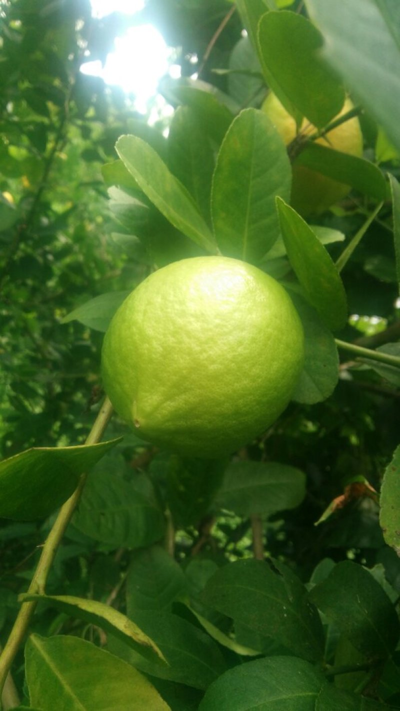 自家果园现摘广东香水柠檬，每件5斤，包邮