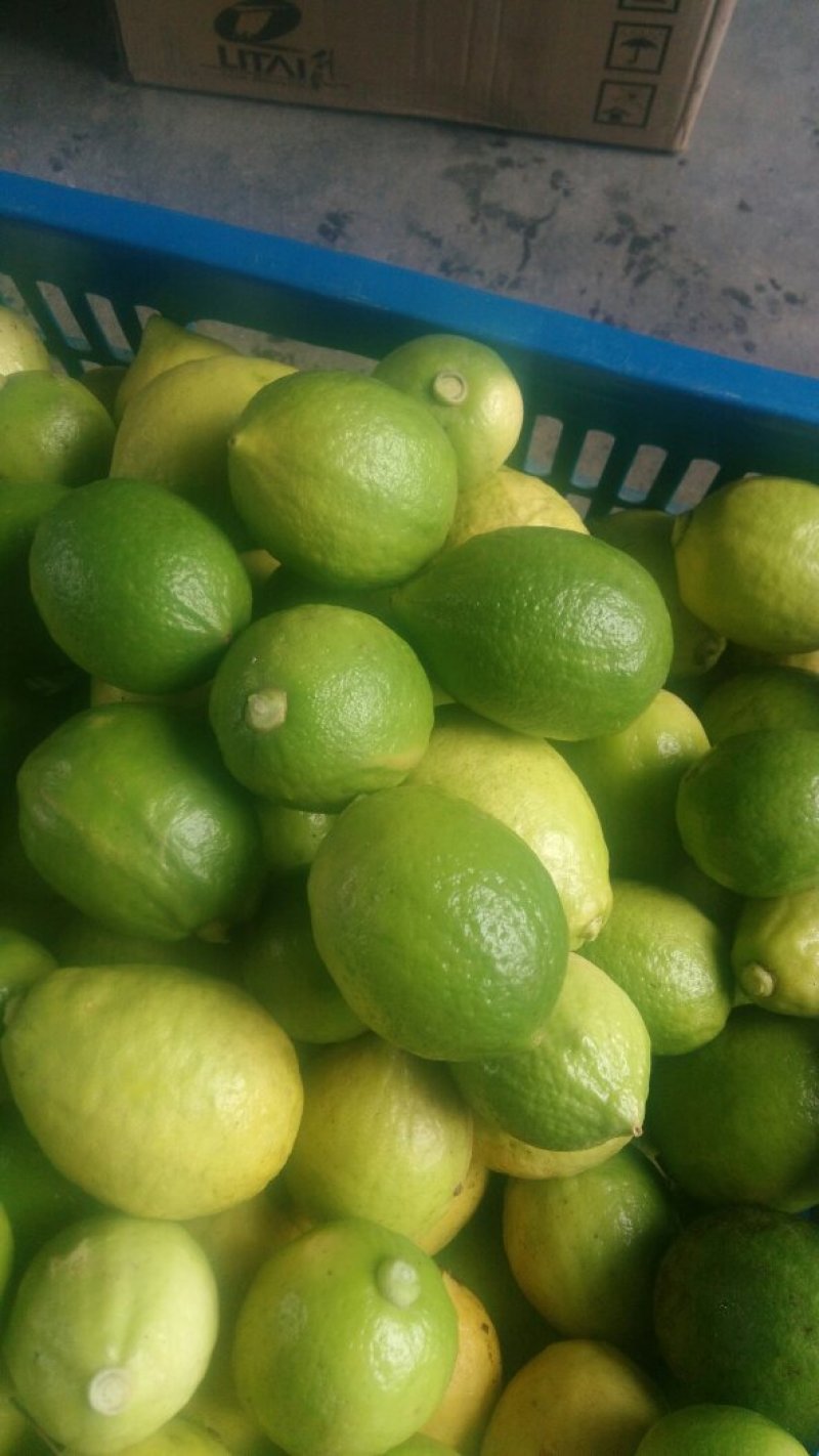 自家果园现摘广东香水柠檬，每件5斤，包邮