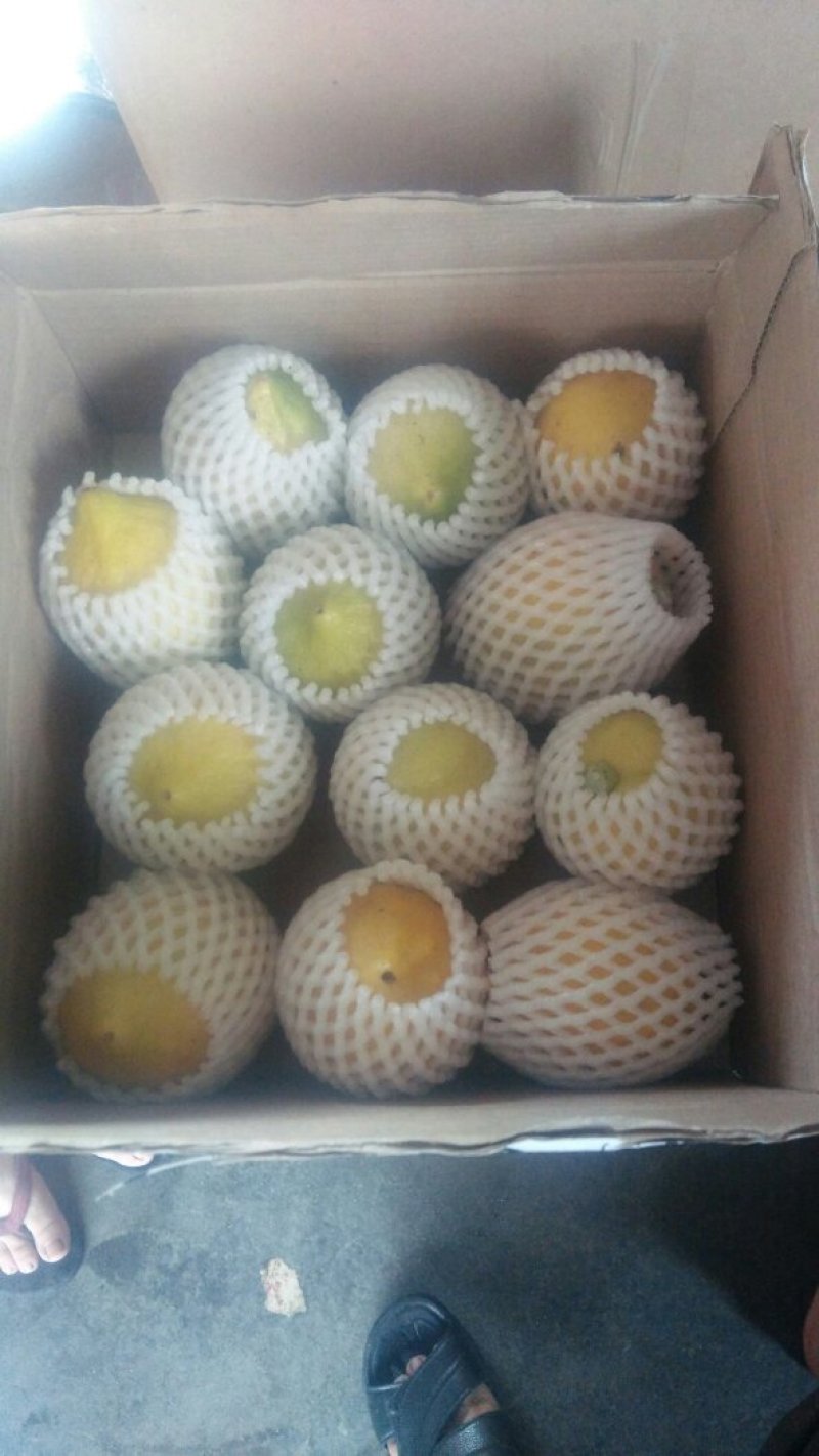 自家果园现摘广东香水柠檬，每件5斤，包邮