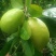 自家果园现摘广东香水柠檬，每件5斤，包邮