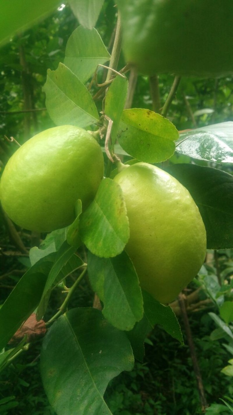 自家果园现摘广东香水柠檬，每件5斤，包邮
