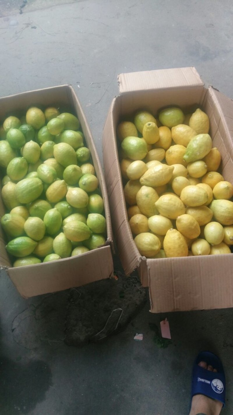 自家果园现摘广东香水柠檬，每件5斤，包邮