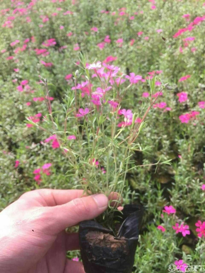福禄考，芝樱，上盆福禄考，福禄考花海，芝樱花海