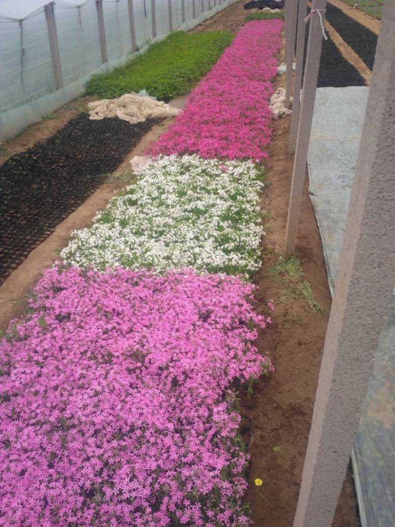 福禄考，芝樱，上盆福禄考，福禄考花海，芝樱花海