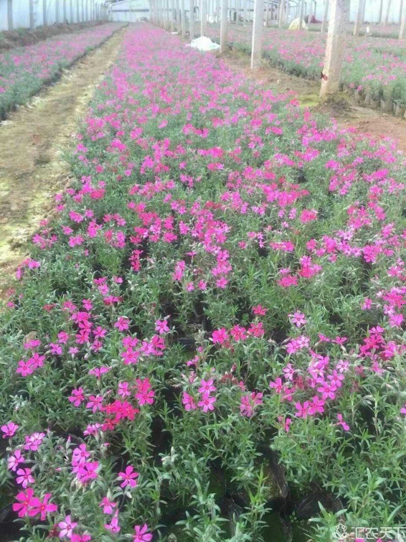 福禄考，芝樱，上盆福禄考，福禄考花海，芝樱花海
