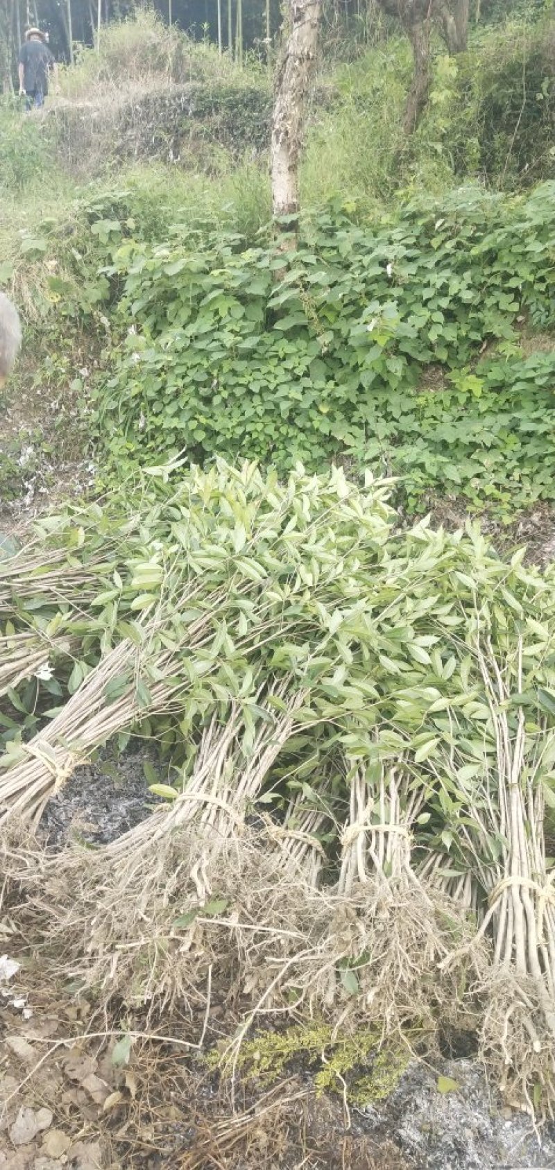 八月桂小苗，树高50一2米，树苗漂亮，成活率高