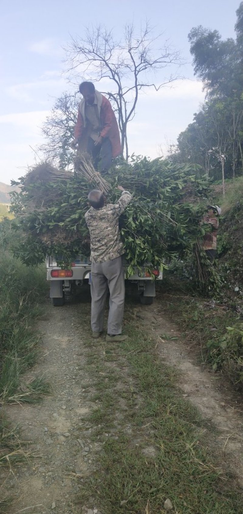 八月桂小苗，树高50一2米，树苗漂亮，成活率高