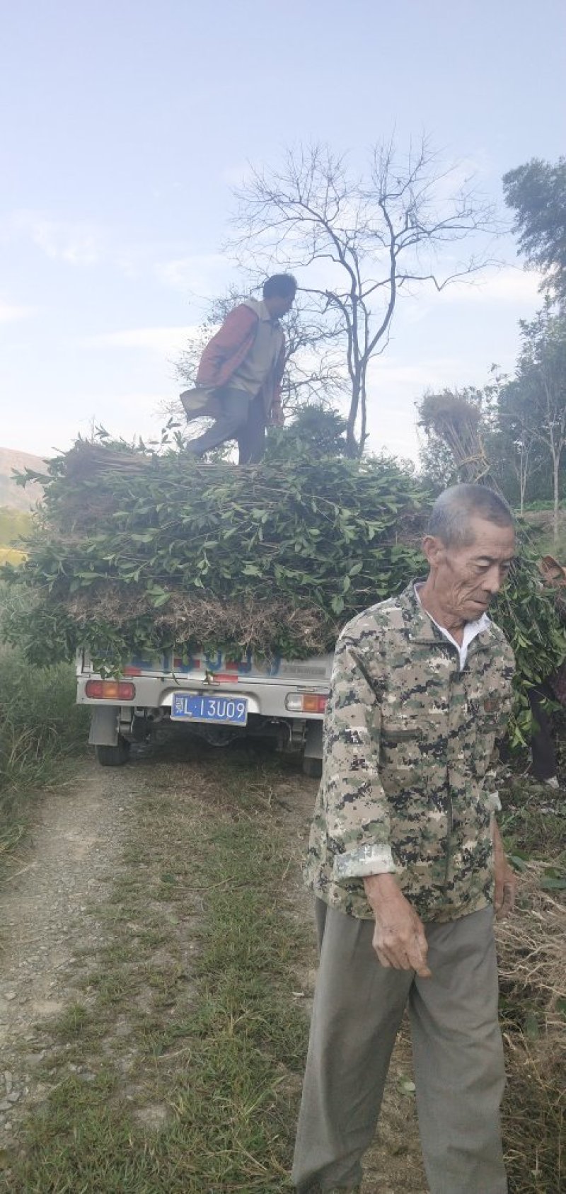 八月桂小苗，树高50一2米，树苗漂亮，成活率高
