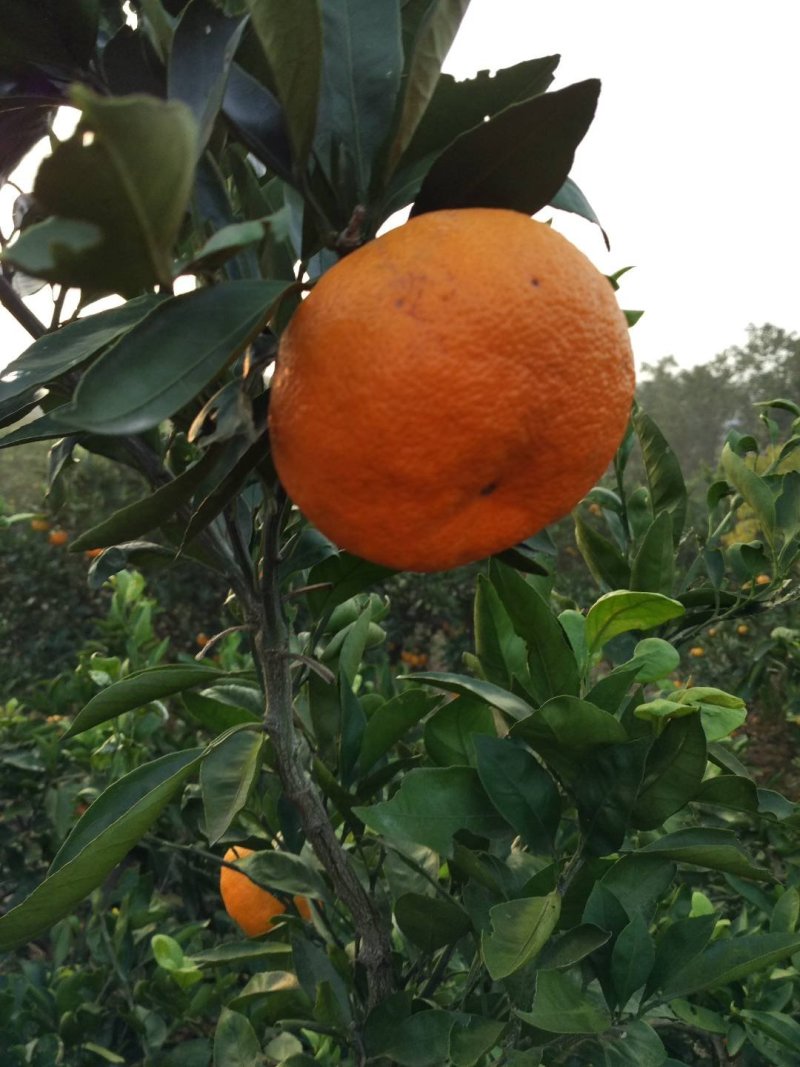 蜜橘🍊啊啊啊啊啊啊啊啊