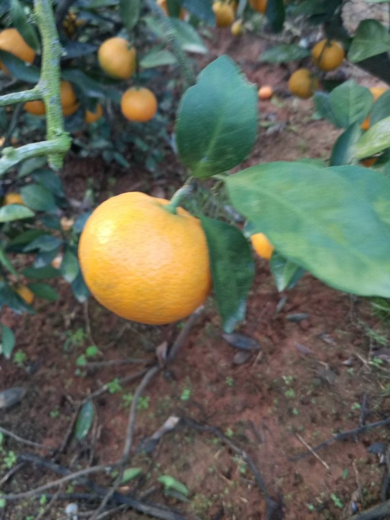 蜜橘🍊啊啊啊啊啊啊啊啊