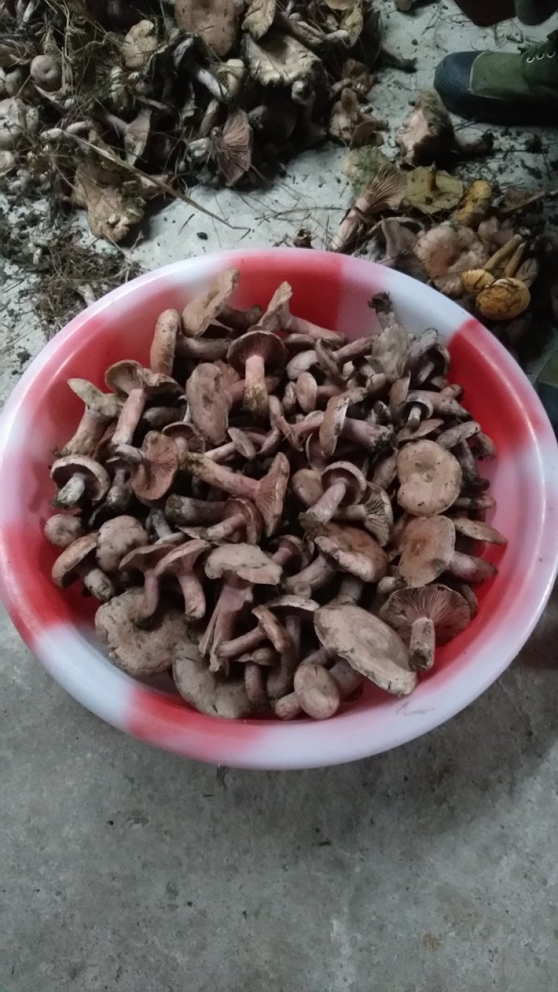 新鲜野生菌枞树菇松乳菇三九菇乌枞菌谷熟菌铜绿寒菌松树菌