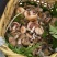 新鲜野生菌枞树菇松乳菇三九菇乌枞菌谷熟菌铜绿寒菌松树菌