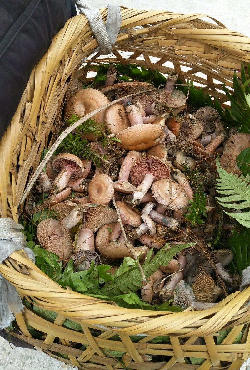 新鲜野生菌枞树菇松乳菇三九菇乌枞菌谷熟菌铜绿寒菌松树菌