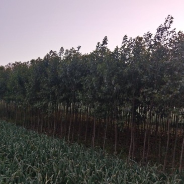 大叶女贞树