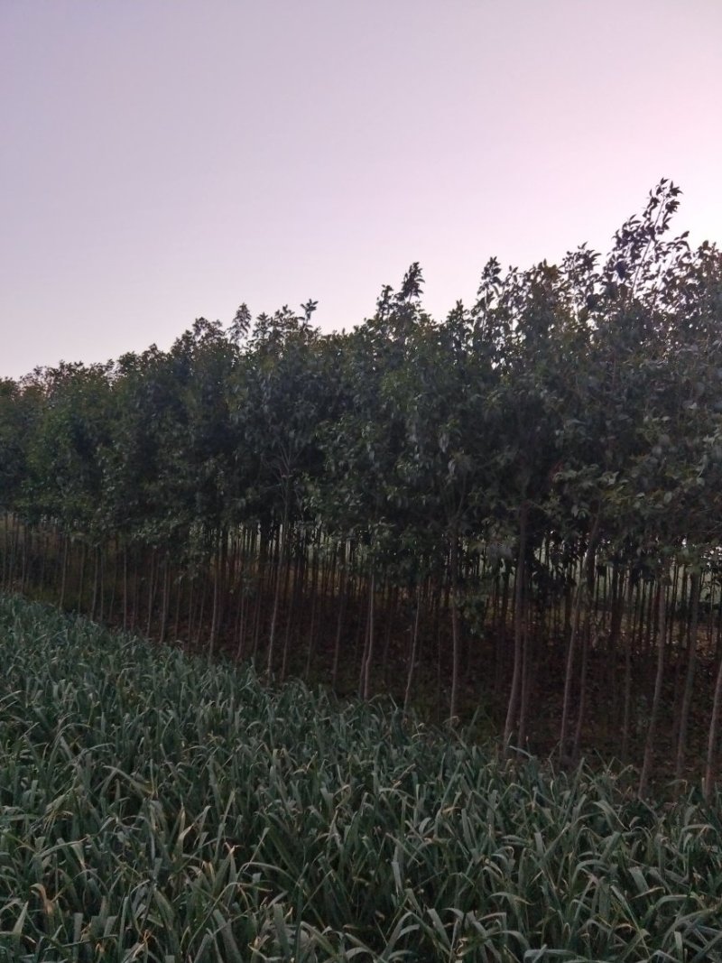 大叶女贞树