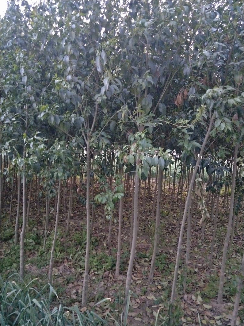 大叶女贞树