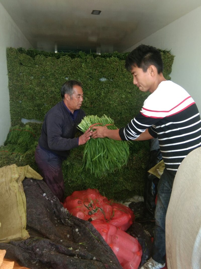 大叶平茬汉中韭菜头茬