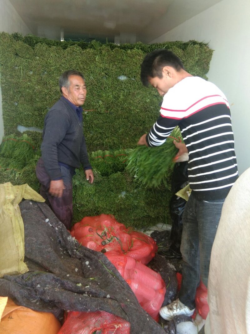 大叶平茬汉中韭菜头茬
