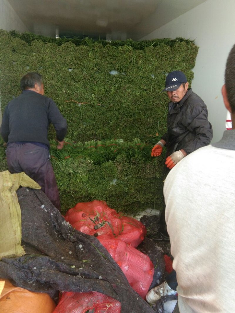 大叶平茬汉中韭菜头茬