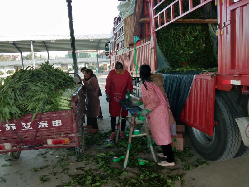 永安莴笋