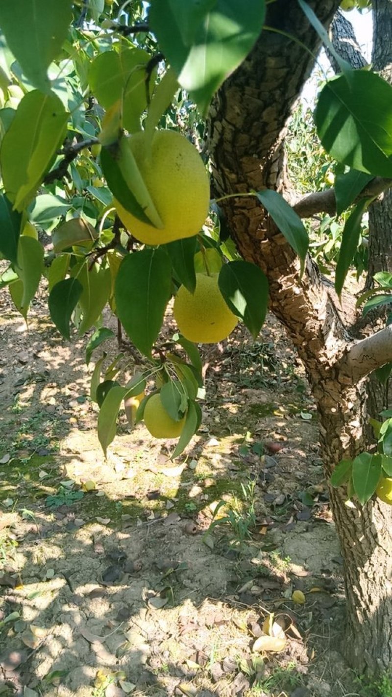 陕西乾县长把梨洋梨酸甜可口，基地直供，货源充足