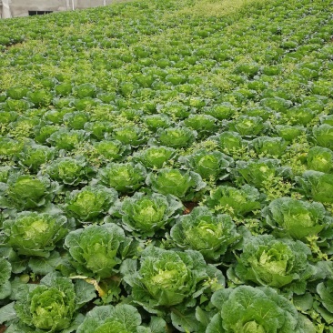 大白菜