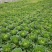 大白菜