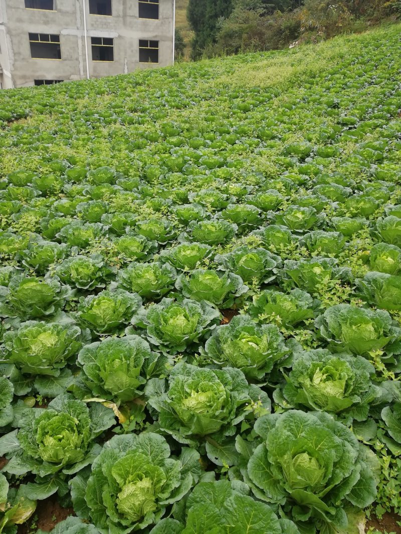 大白菜