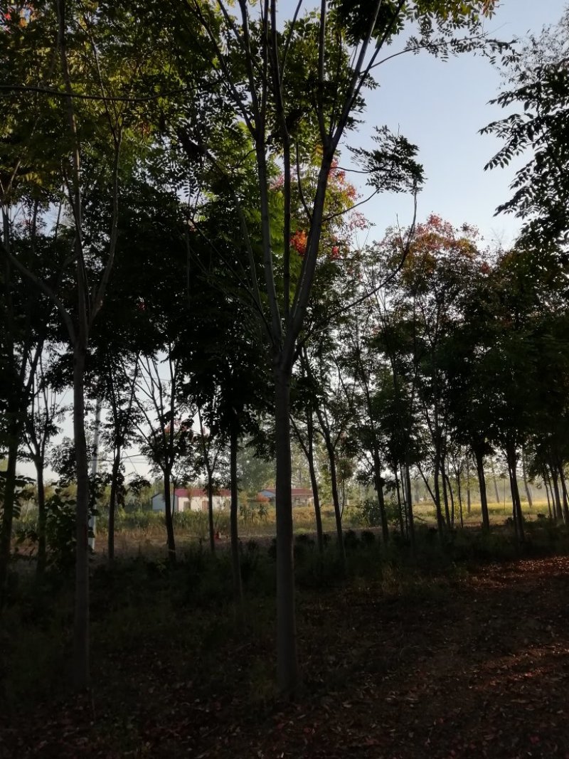 栾树