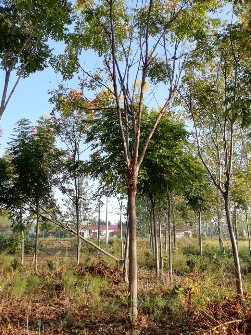 栾树